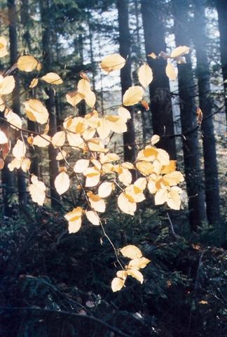 scan0007 (Small).jpg