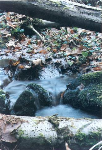 scan0004 (Small).jpg